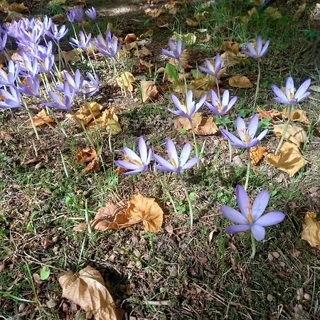 L'enclos O Rendez-vous Roquefeuil-pays De Sault- Avec Jardin Lägenhet *